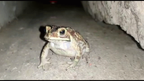 Froge Froge Concern GIF. This 498 x 280 animated GIF is part of our mlg rainbow frog collection. Related themes include frog. Created by SkyFall_007. View…