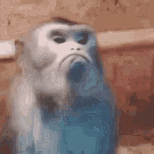 Frowning Monkey GIF