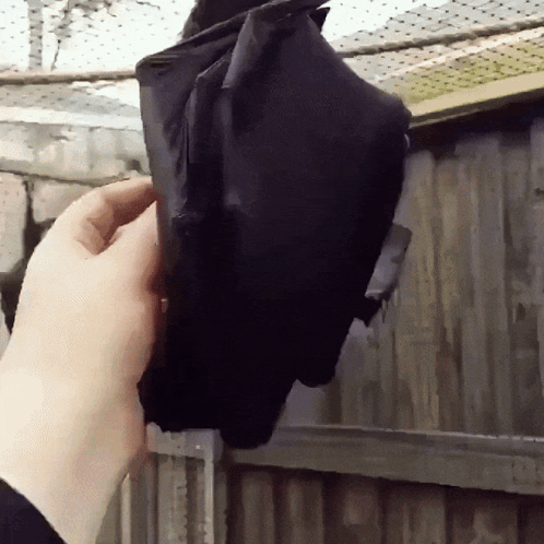 Fruit Bat Ear Wiggle GIF