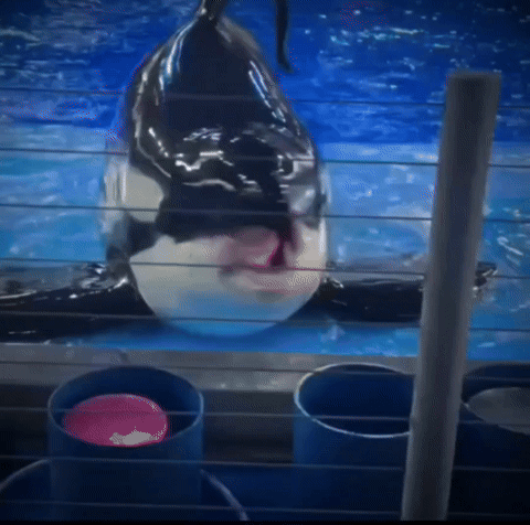 Ftc Orca Tongue Out GIF