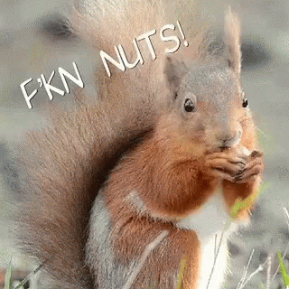 Fucking Nuts Squirrel GIF