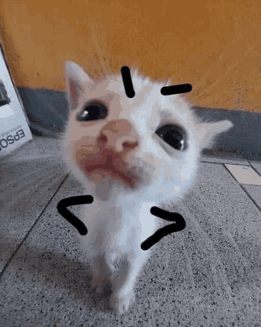 Fuckingidiotcat Meme