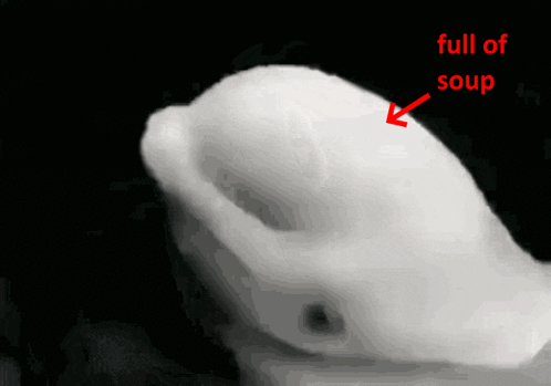 Full Of Soup Beluga GIF