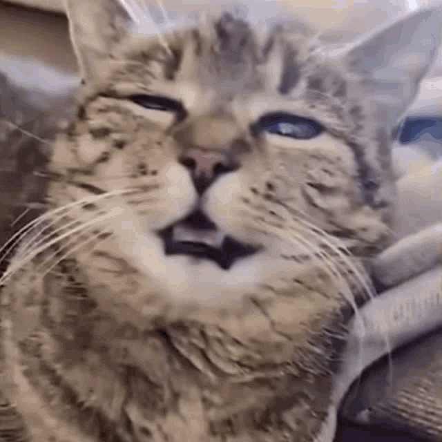 Fun Pet Pet Fun GIF