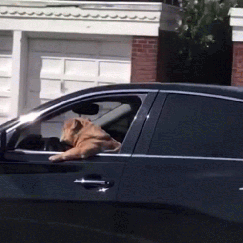 Fun Pet Pet Fun GIF