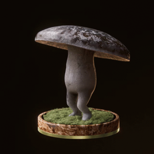 Fungi79 Fungiblefungi79 GIF