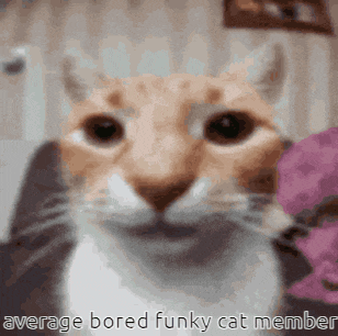 Funky Cat Gc Bored GIF