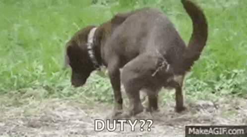 Funny Animal GIF