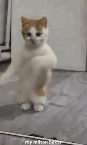Funny Animal Dancing Cat GIF