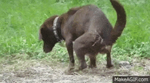 Funny Animal GIF