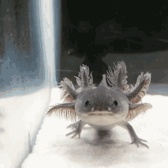 Funny Animals Axolotl GIF