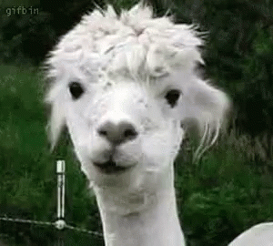 Funny Animals Chewing GIF. This 300 x 270 animated GIF is part of our lhama cuspindo collection. Related themes include drama, funny animals, gossip…