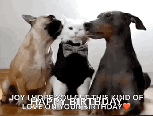 Funny Animals Dance GIF