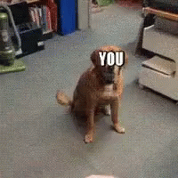Funny Animals Dog GIF. This 200 x 200 animated GIF is part of our the joke went over your head collection. Related themes include funny animals. Created by…