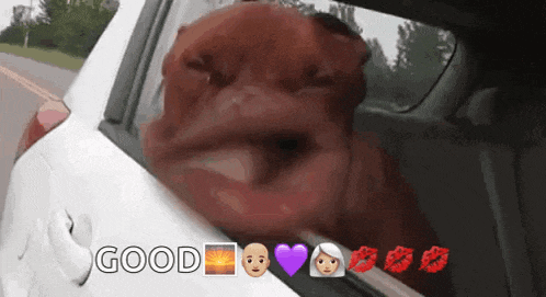 Funny Animals Dog GIF