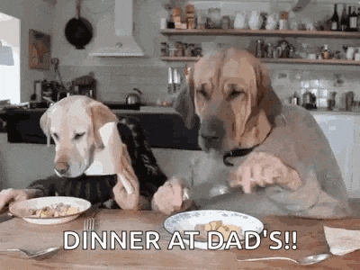 Funny Animals Dogs Eating Dinner GIF