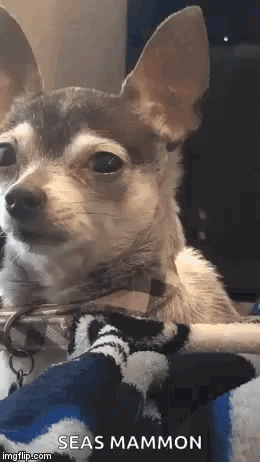 Funny Animals Dogs GIF