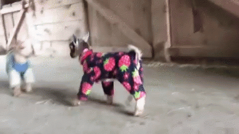 Funny Animals Goat GIF