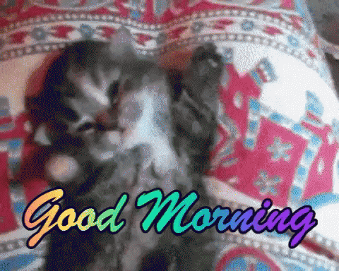 Funny Animals Good Morning GIF. This 480 x 384 animated GIF is part of our lustige bilder samstag collection. Related themes include cute, funny animals…