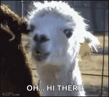 Funny Animals GIF. This 370 x 330 animated GIF is part of our lama collection. Related themes include funny animals. Created by kepapari53. View the…