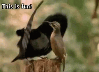Funny Animals Great GIF