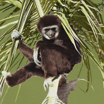 Funny Animals Joke GIF
