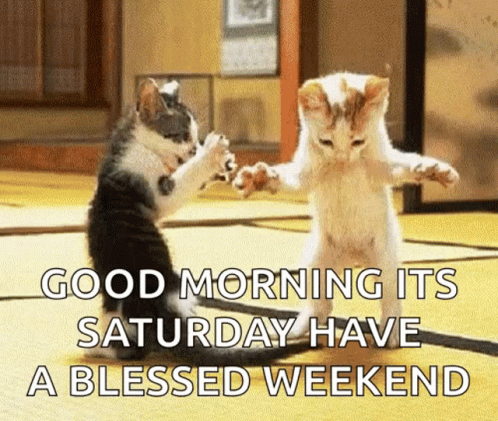 Funny Animals Kitty GIF. This 498 x 421 animated GIF is part of our lustige bilder samstag collection. Related themes include cute, dance, funny animals…