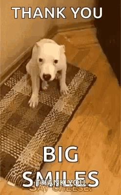 Funny Animals Say Cheese GIF. This 248 x 398 animated GIF is part of our thank you pictures collection. Related themes include creepy, excited, funny…