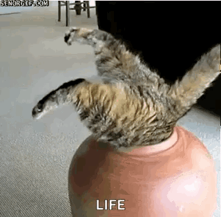 Funny Animals Stuck GIF