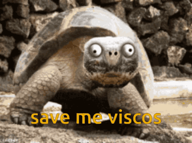 Funny Animals Vibes GIF