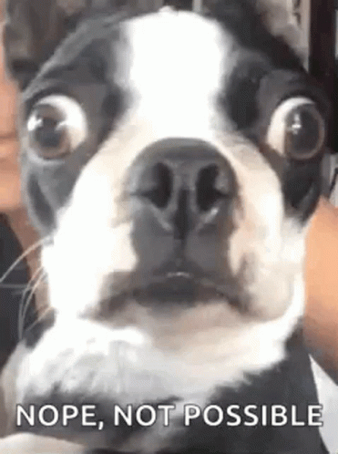 Funny Animals Wide Eyed GIF