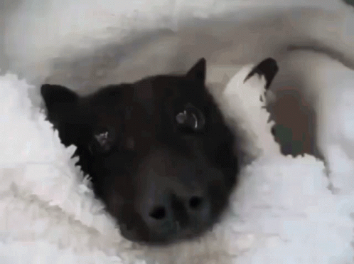 Funny Bat Haha GIF