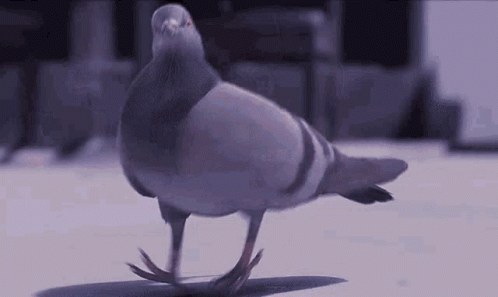Funny Bird Dancing Pigeon GIF