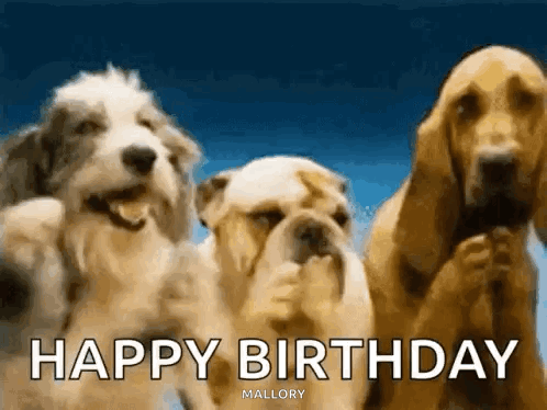 Funny Birthday Funny Happy Birthday GIF. This 498 x 374 animated GIF is part of our happy birthday puppy collection. Related themes include funny birthday…