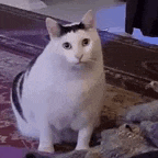 Funny Cat GIF
