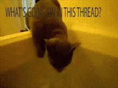 Funny Cat GIF