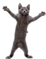 Funny Cat Sticker