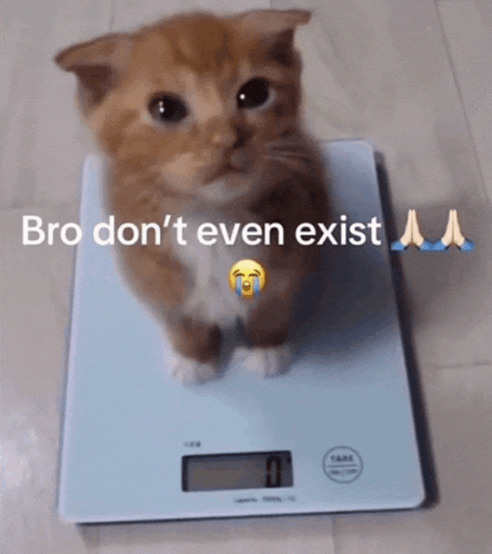 Funny Cat Meme Meme