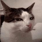 Funny Cat GIF