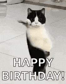 Funny Cat GIF