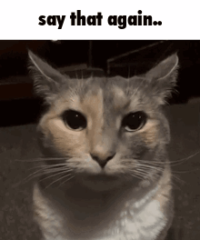 Funny Cat GIF