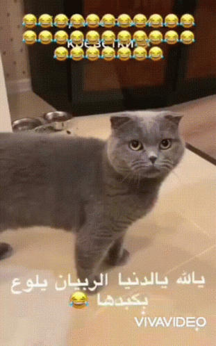 Funny Cat GIF