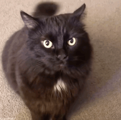 Funny Cat GIF