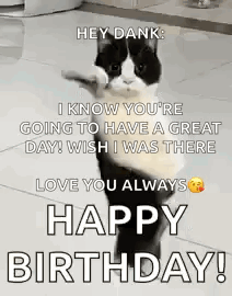 Funny Cat GIF