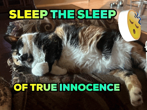 Funny Cats Cute Cats GIF