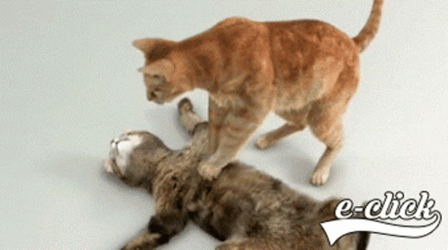 Funny Cats Funny Animals GIF