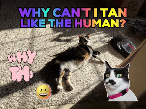 Funny Cats So Cute GIF