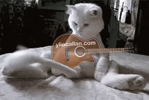 Funny Cats GIF. This 498 x 334 animated GIF is part of our hitze lustige bilder collection. Related themes include cat meme, funny, funny cat. Created by…