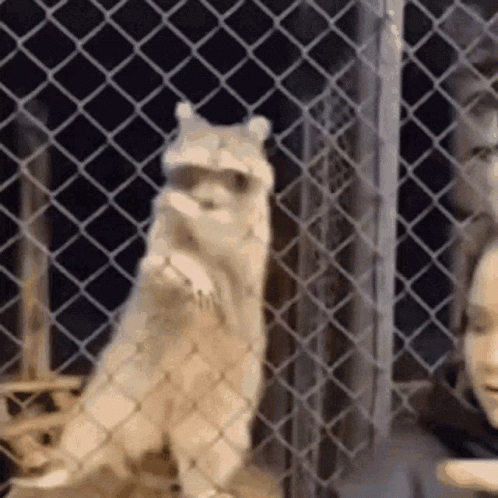 Funny Dance GIF