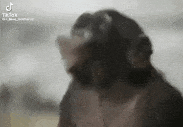 Funny Dancing Monkey GIF